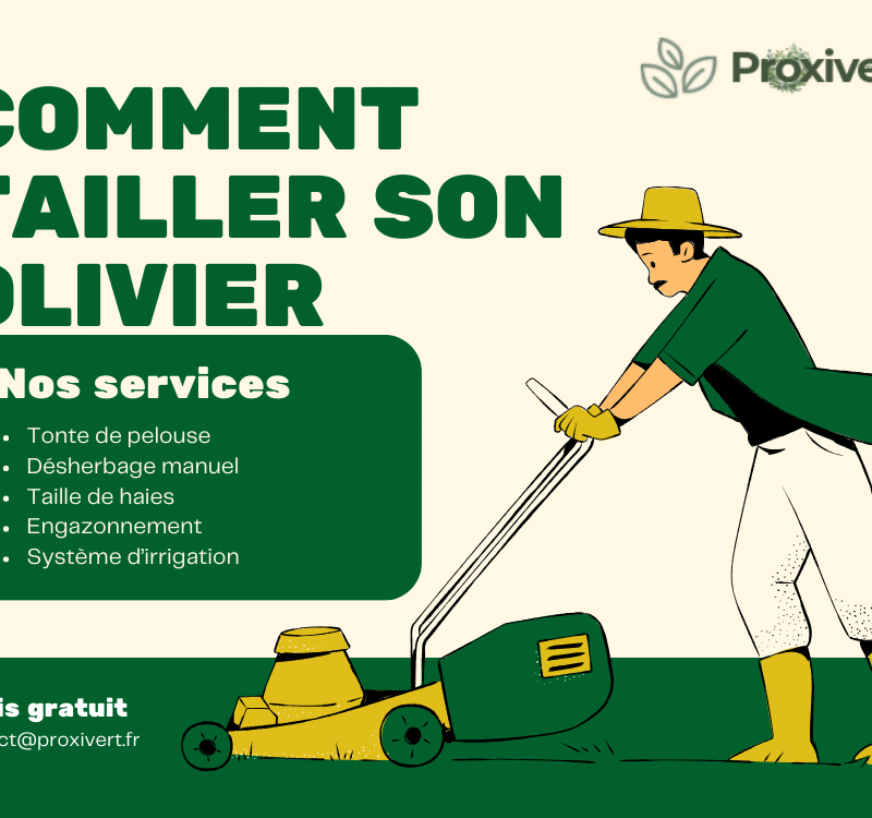 Quand et Comment Tailler les Oliviers dans les Bouches-du-Rhône ? Le Guide Complet